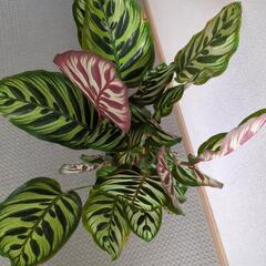 カラテア　観葉植物🌿早く来てくださる方優先！の画像