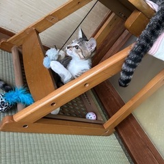 つぶらな瞳のキジトラちゃん♡ - 猫