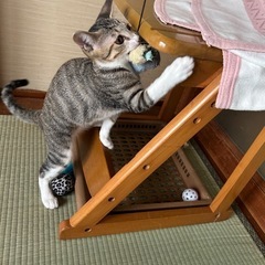 つぶらな瞳のキジトラちゃん♡ − 新潟県