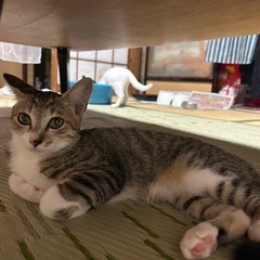つぶらな瞳のキジトラちゃん♡ - 長岡市