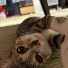 つぶらな瞳のキジトラちゃん♡