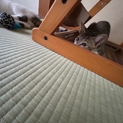 つぶらな瞳のキジトラちゃん♡ - 里親募集