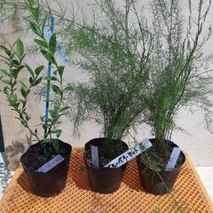 園芸ブルーベリー苗6本　3種類
　おまけ有り　直接引取限定
セット5の画像