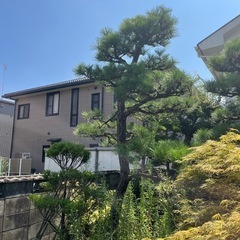 庭木松の木！売り手先ほぼ決定！の画像