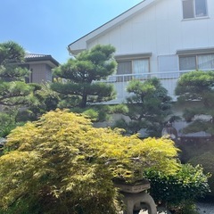 庭木松の木！売り手先ほぼ決定！の画像