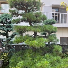 庭木松の木！売り手先ほぼ決定！の画像