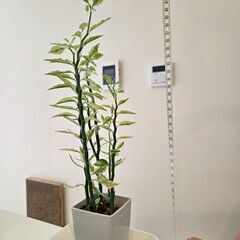 大銀竜　の画像