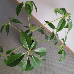 ツピタンサス　観葉植物の画像