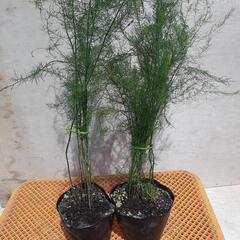 園芸アスパラ苗 10株
おまけさらに2株　合わせて12株
セット販売　直接引取の画像