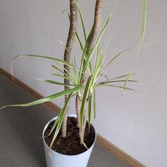 ドラセナ　コンシンネ　140センチ　観葉植物の画像