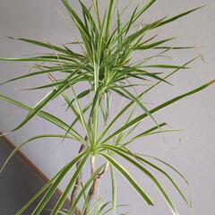 ドラセナ　コンシンネ　140センチ　観葉植物の画像