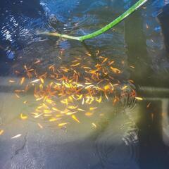 早い者勝ち❗錦鯉稚魚【選別漏れ】の画像