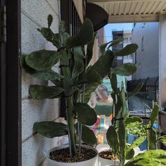 ベゴニアマクラータの画像