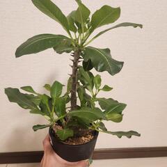 パキポディウムウィンゾリーの画像