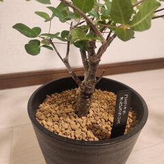 コミフォラ　オルビクラリスの画像