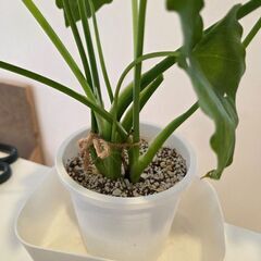 セロームの画像