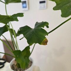セロームの画像