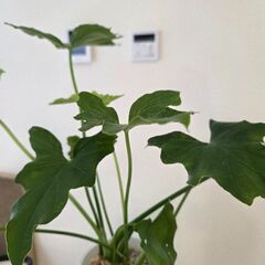 セロームの画像