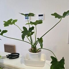 セロームの画像