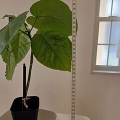 ウンベラータの画像