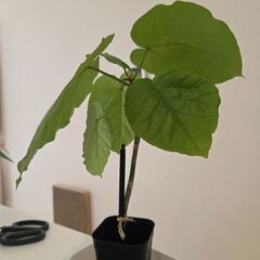 ウンベラータの画像