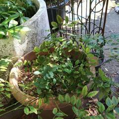 萩の花　庭の植木　ガーデニング　園芸の画像