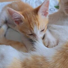 ♥3匹のかわいい子猫ちゃん♥