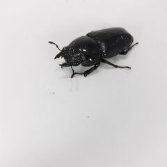 国産オオクワガタ能勢産SR血統　産卵済み♀２頭（55mm）の画像