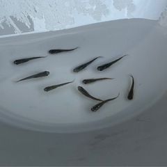 メダカ　今年生まれ❗️ オロチ　若魚　１０匹❗️めだかの画像