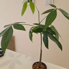 実生パキラの画像