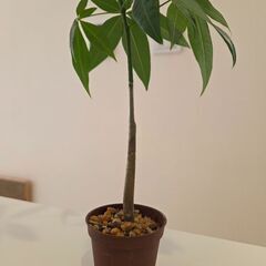 実生パキラの画像