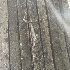石　板　コンクリート　※ 早い方優先で在庫無くなれば終了しますの画像