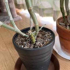 カトレア　ミカワレインボーの画像