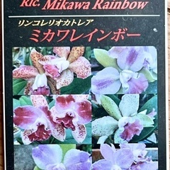 カトレア　ミカワレインボーの画像