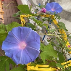 あさがおの花の収穫で花を集めています。