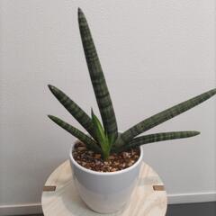 サンセベリア ボンセレンシス【観葉植物】の画像