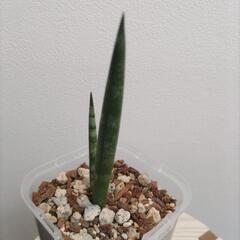 サンセベリア ボンセレンシス【観葉植物】の画像