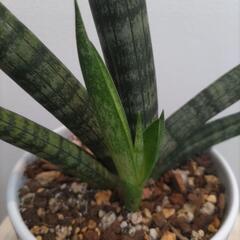 サンセベリア ボンセレンシス【観葉植物】の画像