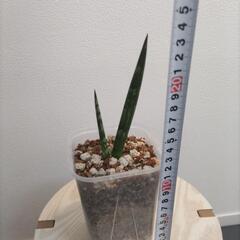 サンセベリア ボンセレンシス【観葉植物】の画像