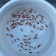 金魚 丹頂 2025年生まれ まとめての画像