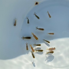 （2520）洗面器の宇野系らんちゅう 黒仔全部　約1.5cm〜2.5cm　　の画像