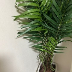 ★フェイク観葉植物★の画像