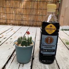 バニーカクタスの画像