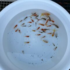金魚 すくい金魚 2025年生まれ 丹頂・ジャンボオランダの仔まとめての画像