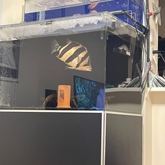 ダトニオ　リアルバンド の画像
