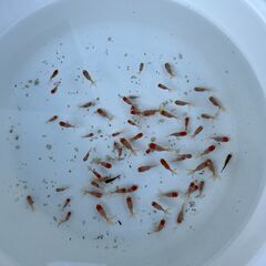 金魚 丹頂 2025年生まれ 稚魚まとめて（えさ付！）の画像