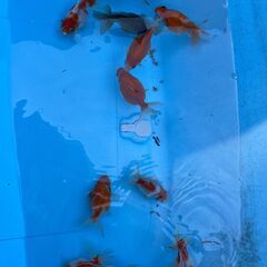 金魚 ピンポンパールの画像