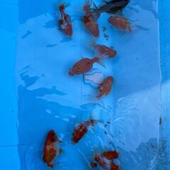 金魚 ピンポンパールの画像