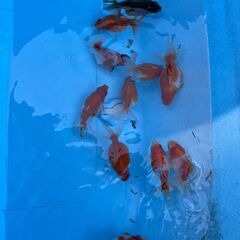 金魚 ピンポンパールの画像