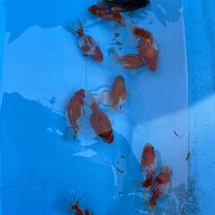 金魚 ピンポンパールの画像